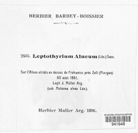 Leptothyrium alneum image